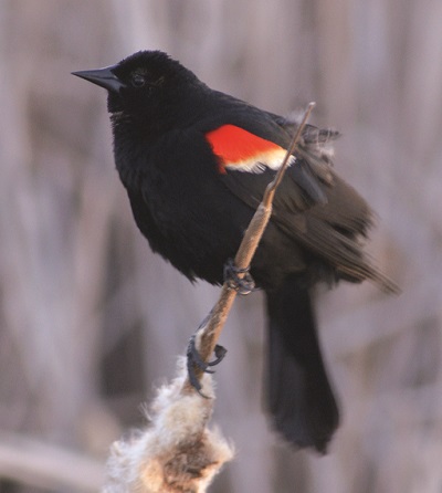 Amis des oiseaux